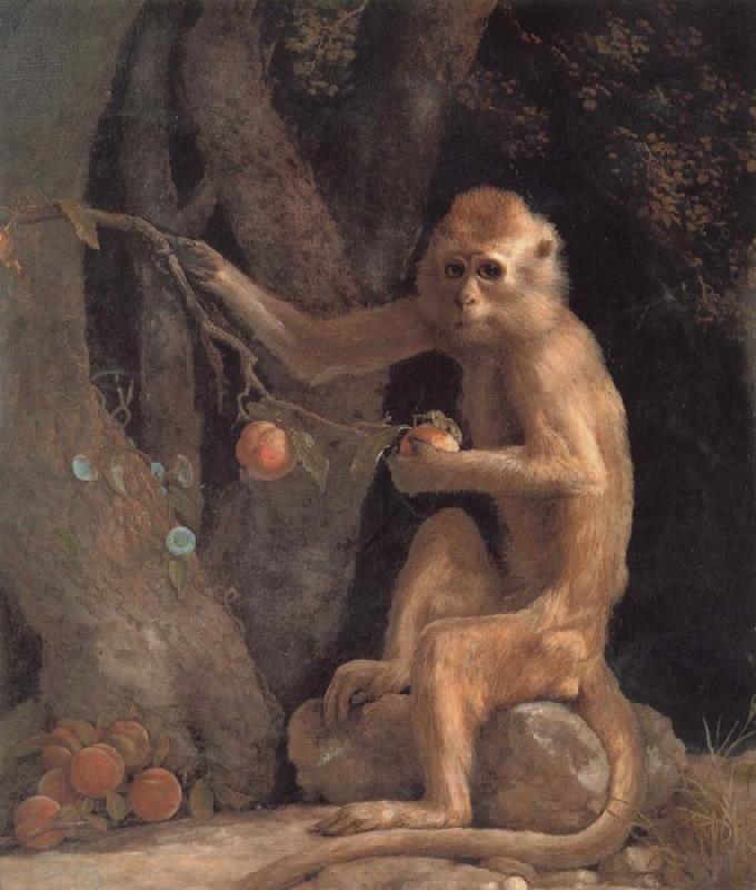 George Stubbs Monkey China oil painting art
